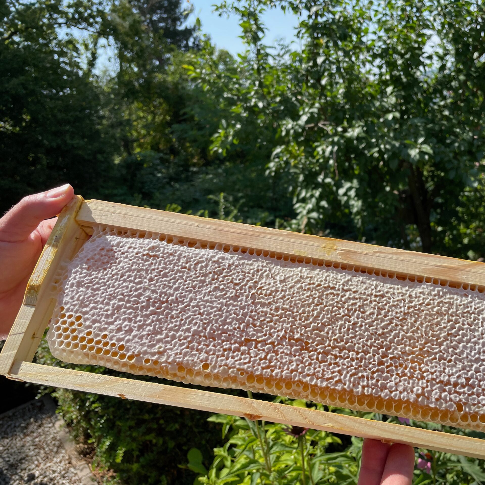 Wabenhonig, Naturhonig oder Rohhonig Wabenhonig Naturhonig Rohhonig
